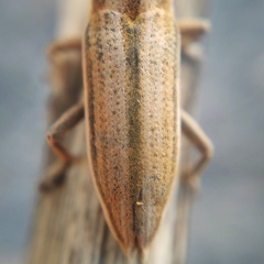 Lixus castellanus