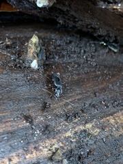 Limodromus assimilis