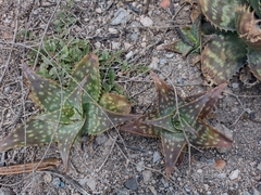 Aloe maculata