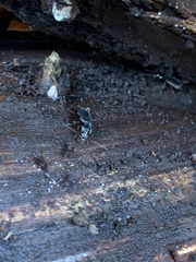 Limodromus assimilis