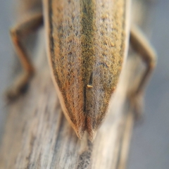 Lixus castellanus