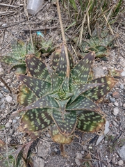 Aloe maculata