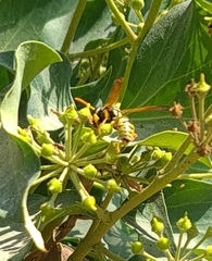 Vespula germanica
