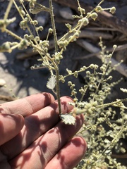 Dicoria canescens