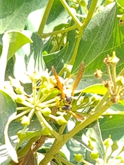 Vespula germanica