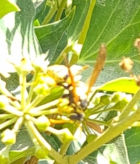 Vespula germanica