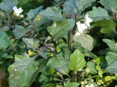 Solanum nigrum