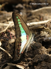 Graphium teredon