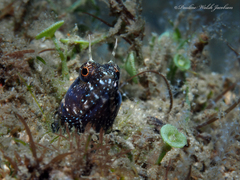 Emblemaria pandionis