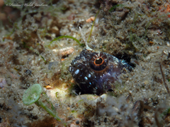 Emblemaria pandionis