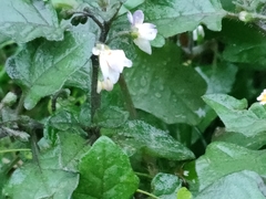 Solanum nigrum