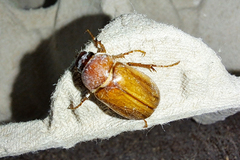 Amphimallon solstitiale