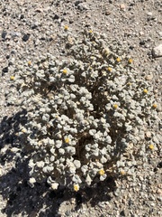 Psathyrotes ramosissima