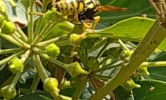 Vespula germanica