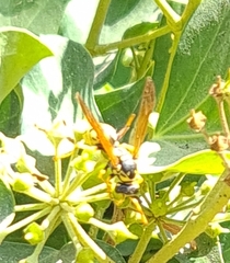 Vespula germanica