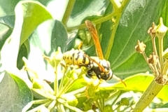 Vespula germanica
