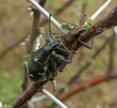 Polyclaeis longicornis