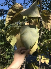 Catalpa bignonioides