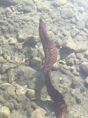 Muraena helena