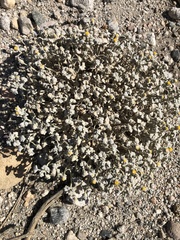 Psathyrotes ramosissima