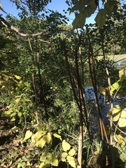 Catalpa bignonioides