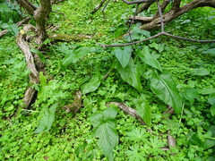 Arum concinnatum