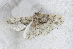 Peribatodes ilicaria