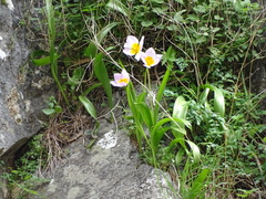 Tulipa saxatilis