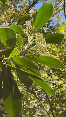 Photinia serratifolia