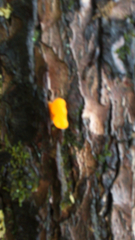 Dacrymyces chrysospermus