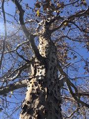 Platanus × hispanica