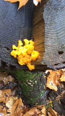 Dacrymyces chrysospermus