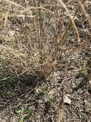 Aristida purpurea