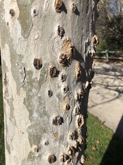 Platanus × hispanica