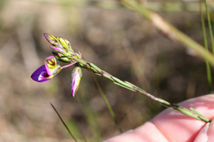 Polygala recognita