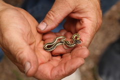 Thamnophis cyrtopsis cyrtopsis