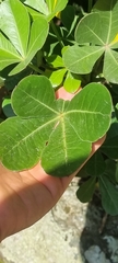 Cussonia thyrsiflora