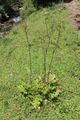 Psacalium amplifolium