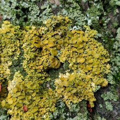 Xanthoria parietina