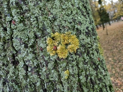 Xanthoria parietina