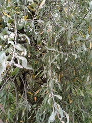 Pyrus salicifolia