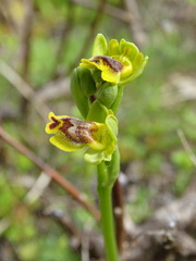 Ophrys sicula