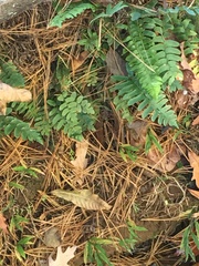 Polypodium appalachianum