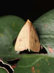 Rivula inconspicua