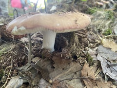 Russula decolorans