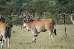 Tragelaphus oryx pattersonianus