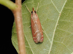 Syntonarcha iriastis