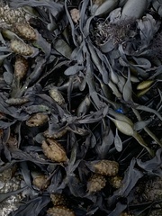 Fucus spiralis