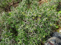 Sarcopoterium spinosum
