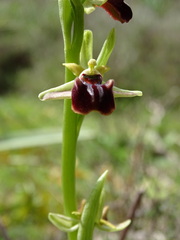Ophrys sphegodes grammica